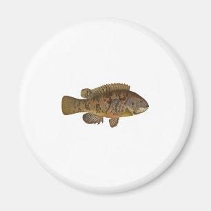 Tautog Illustration Magnet