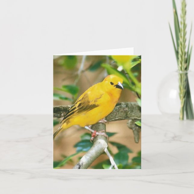 Taveta Golden Weaver Photo Folded Note Card (Front)