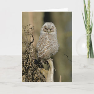 Tawny chick card