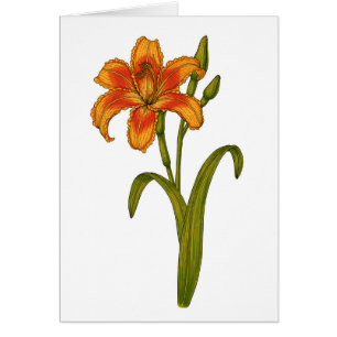 Tawny daylily