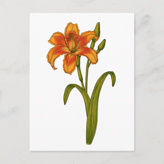 Tawny daylily postcard (Front)