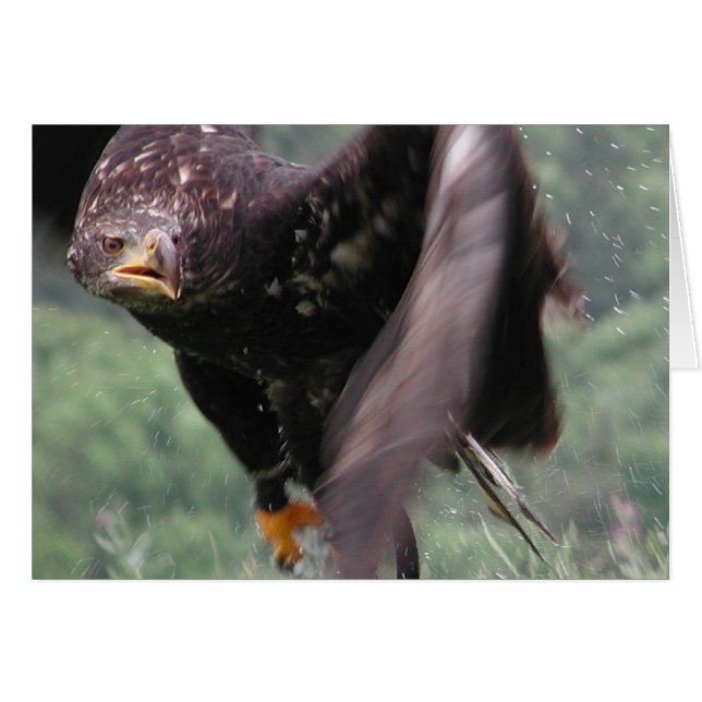 Tawny Eagle (Front Horizontal)