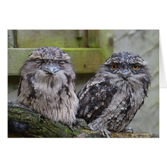 Tawny Frogmouth Birds (Front Horizontal)