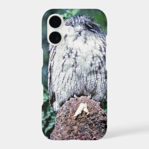 Tawny Frogmouth, Tasmania - Australia