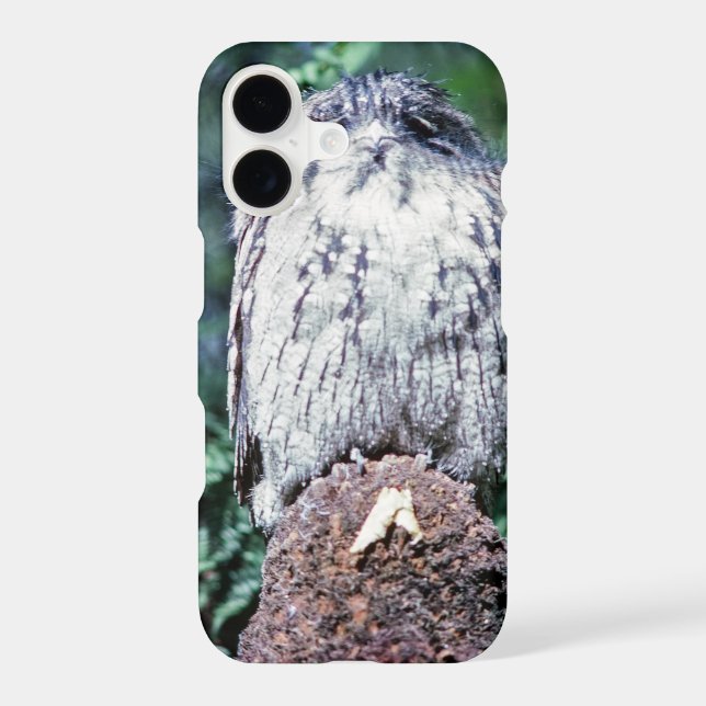 Tawny Frogmouth, Tasmania - Australia (Back)