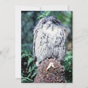 Tawny Frogmouth, Tasmania - Australia Invitation
