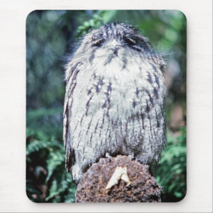 Tawny Frogmouth, Tasmania - Australia Mouse Mat
