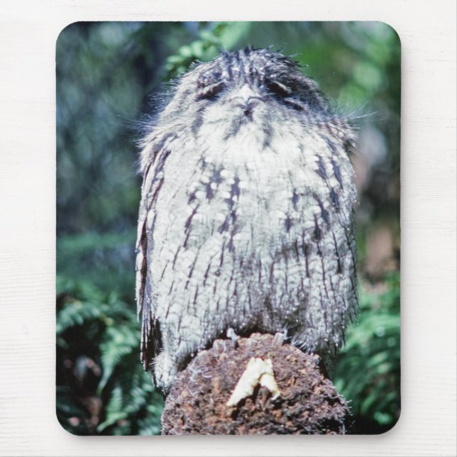 Tawny Frogmouth, Tasmania - Australia Mouse Mat (Front)