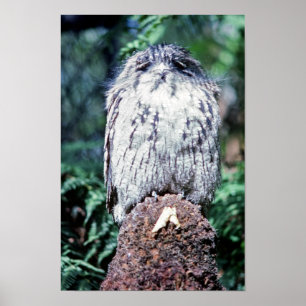 Tawny Frogmouth, Tasmania - Australia Poster