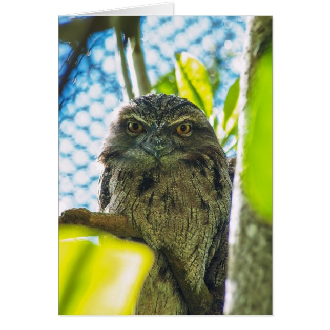 Tawny is No Owl (Front)