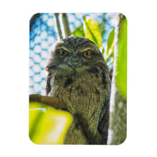 Tawny is No Owl Magnet