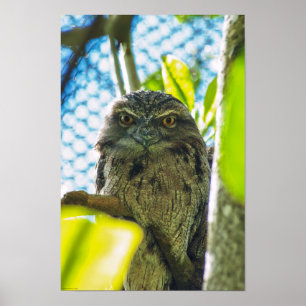 Tawny is No Owl Poster