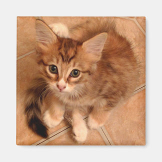 Tawny Kitty Magnet