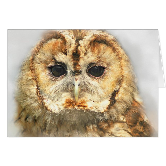 Tawny Owl (Front Horizontal)