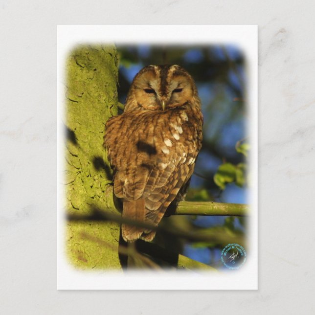 Tawny Owl 8T014D-17 Postcard (Front)
