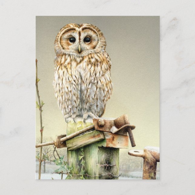 Tawny Owl in the Snow fine art watercolor postcard (Front)