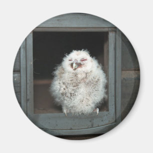 Tawny Owl Magnet