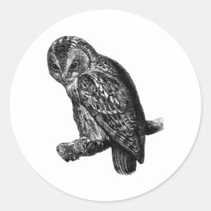 Tawny Owl Owls Bird Vintage Wood Engraving Classic Round Sticker