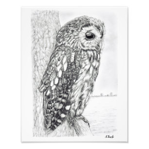 Tawny Owl Pencil Drawing Photo Print