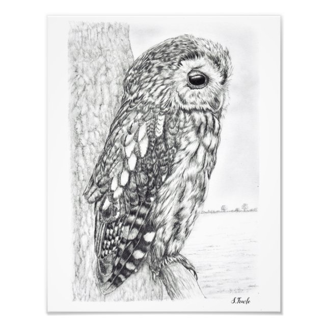 Tawny Owl Pencil Drawing Photo Print (Front)