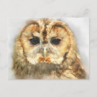 Tawny Owl Postcard