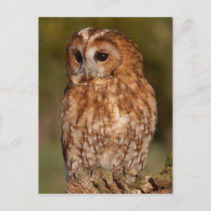 Tawny Owl (Strix aluco) Postcard