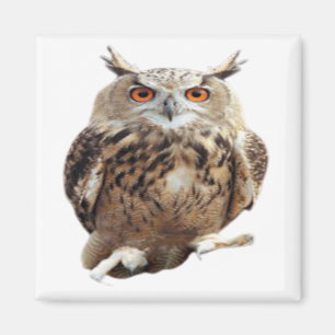 Tawny Owl with Claws Magnet