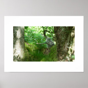 Tawny Owlet in an Ancient Oak Tree Poster