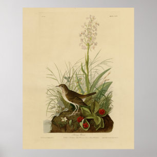 Tawny Thrush (Veery) - Audubon's Birds of America Poster
