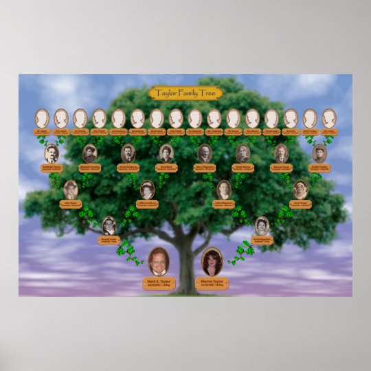 Taylor Family Tree Poster | Zazzle.co.uk