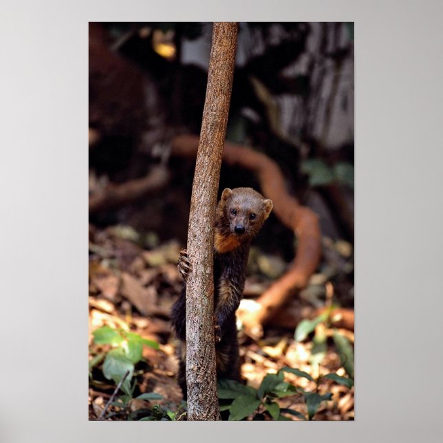 Tayra (Eira barbata) Poster (Front)