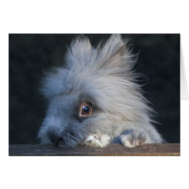 Taz Card (Front Horizontal)