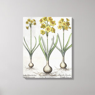Tazetta Narcissi,  from the 'Hortus Eystettensis' Canvas Print