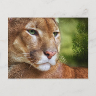 TCWC - Puma Mountain Lion Art Postcard