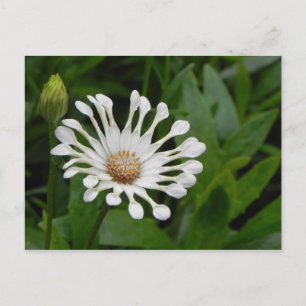 Tea Cup Daisey Post Card