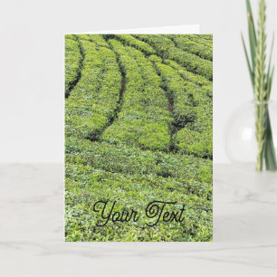 Tea gardens of Munnar on greeting card