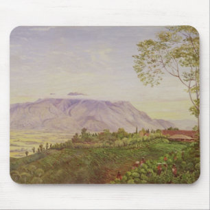 Tea Gathering in Mr Hoelle's plantation at Mouse Mat