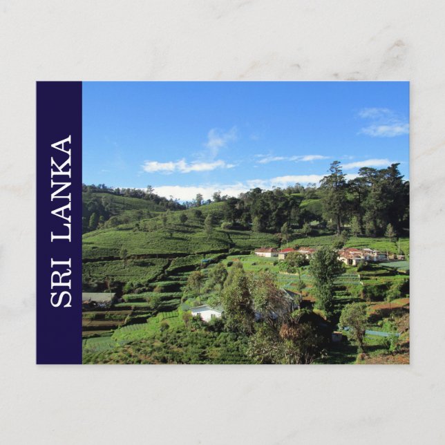 tea hills sri lanka postcard (Front)