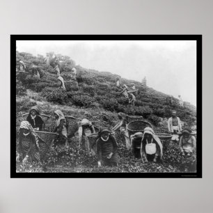 Tea Pickers in Himalayas 1901 Poster