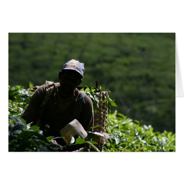 Tea Plantation (Front Horizontal)