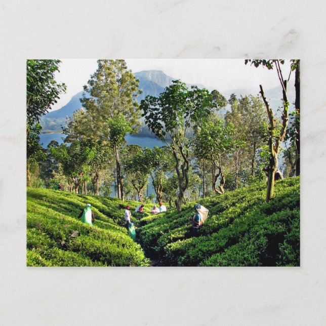 Tea Plantation Postcard (Front)
