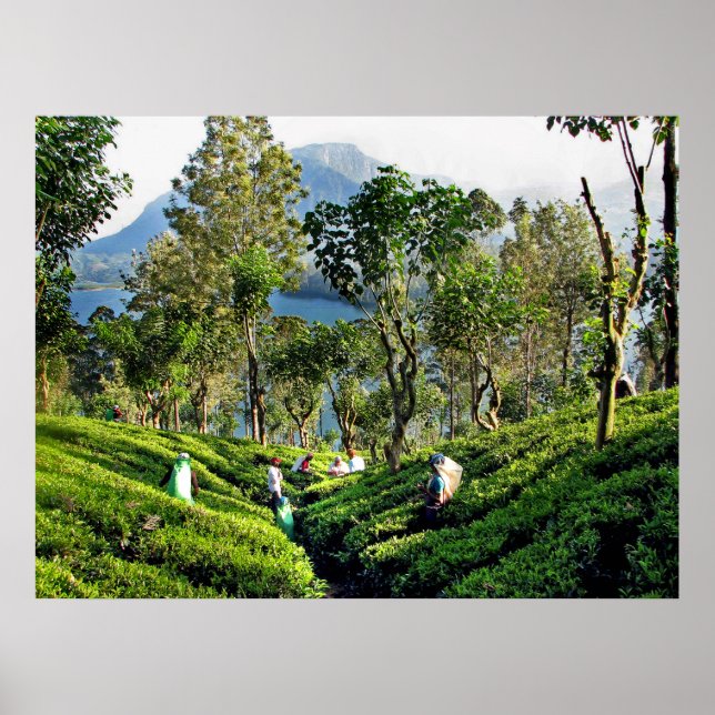 Tea Plantation Poster (Front)