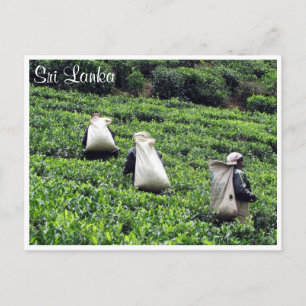 tea plantation workers postcard
