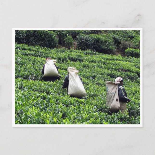 tea plantation working postcard (Front)