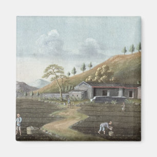Tea planting (w/c on paper) magnet