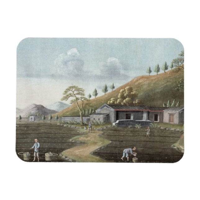 Tea planting (w/c on paper) magnet (Horizontal)