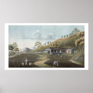 Tea planting (w/c on paper) poster