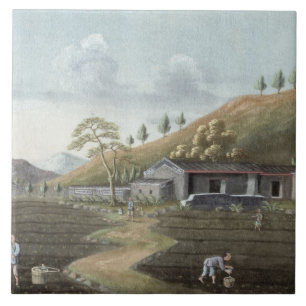 Tea planting (w/c on paper) tile