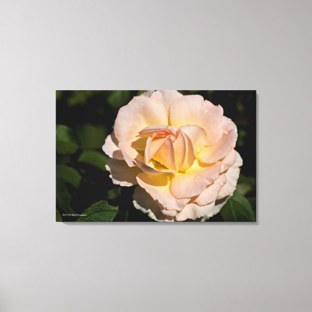Tea Rose Canvas Print (Front)