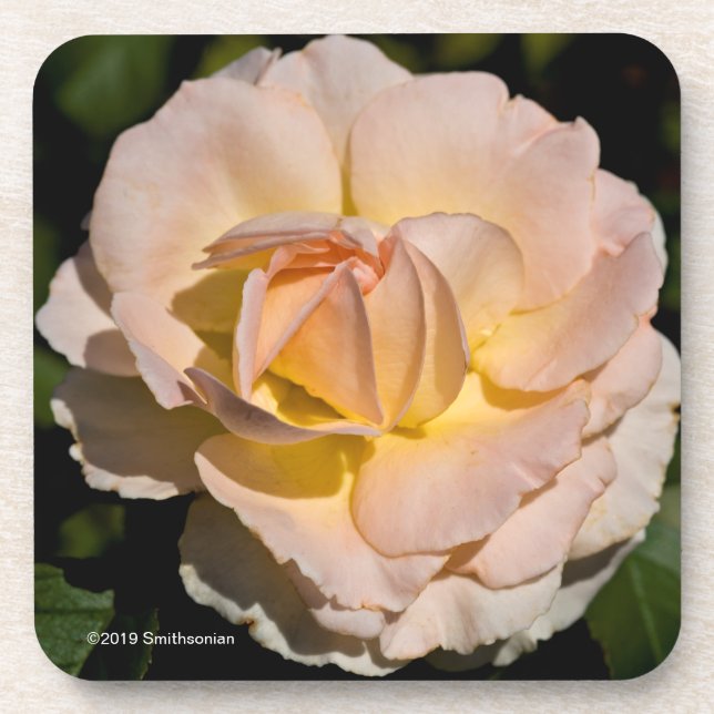 Tea Rose Coaster (Front)